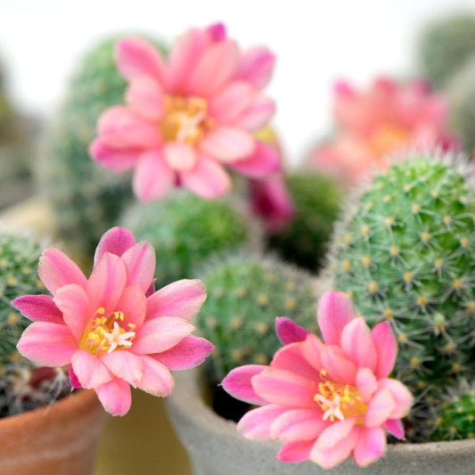 Baja Cactus Blossom (BBW Type) Scented Aroma Beads